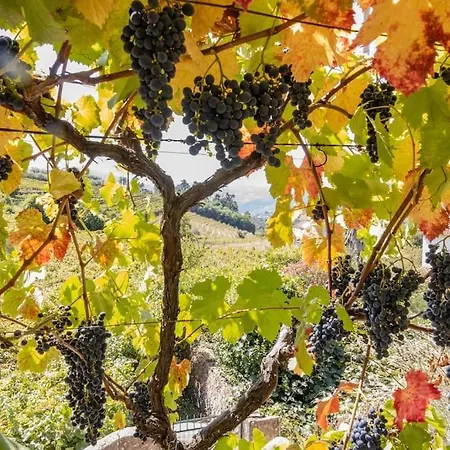 Holiday home Casa Dona Aninhas - Douro