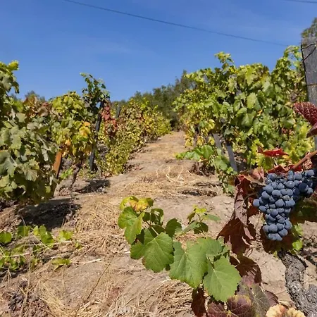 Holiday home Casa Dona Aninhas - Douro Moura Morta