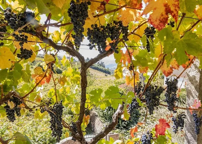 Semesterbostad Casa Dona Aninhas - Douro