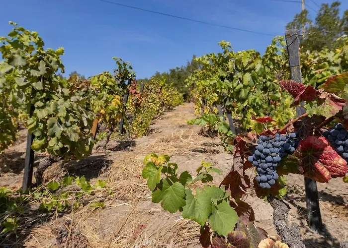 Semesterbostad Casa Dona Aninhas - Douro Moura Morta